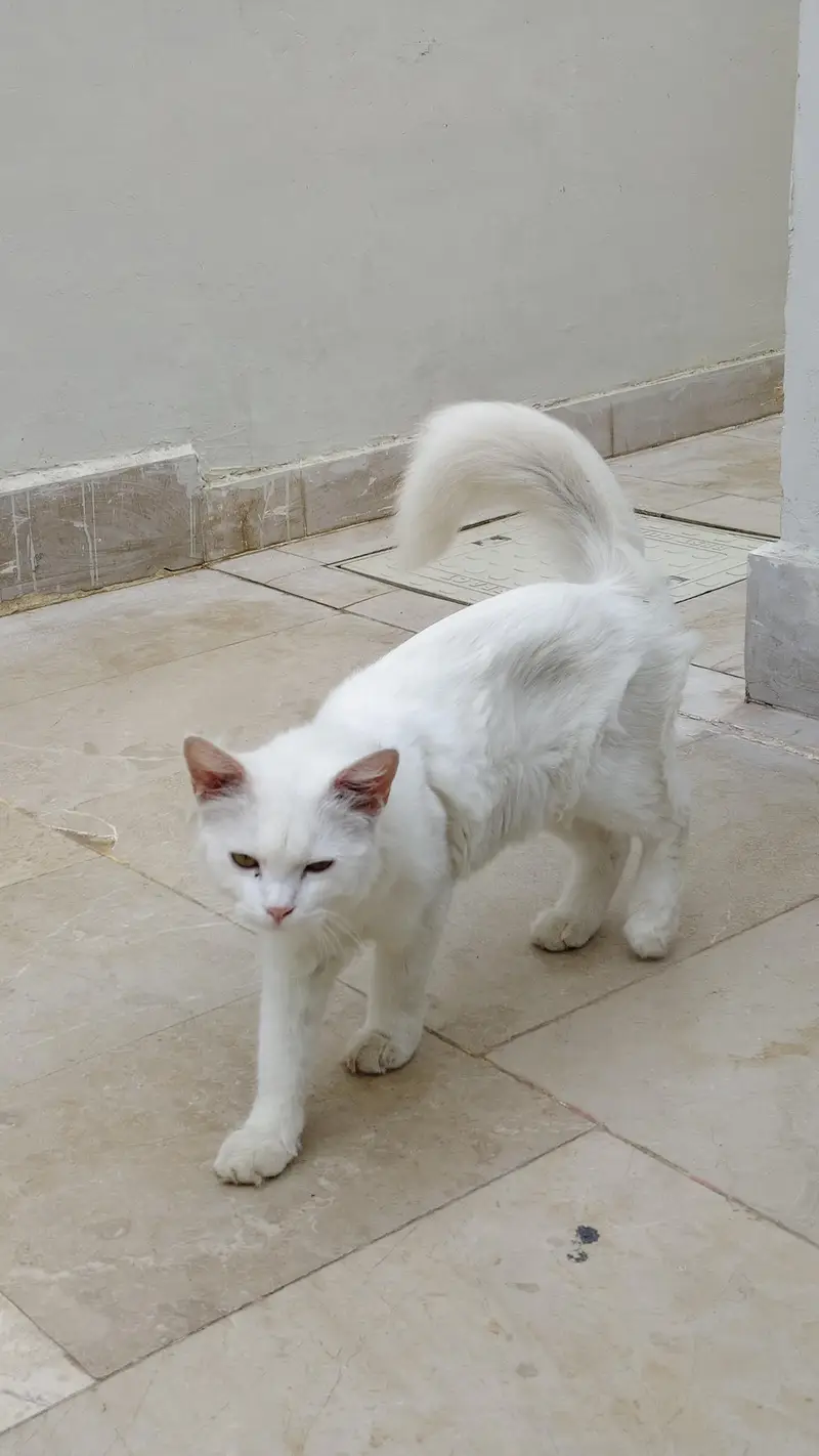 Male Cat for Sale — photo 3