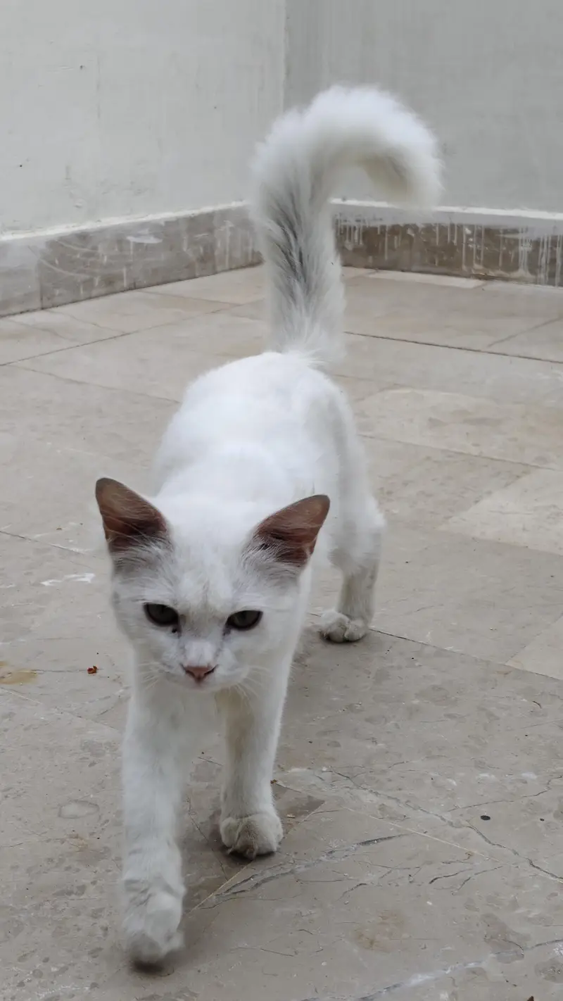 Male Cat for Sale — photo 4