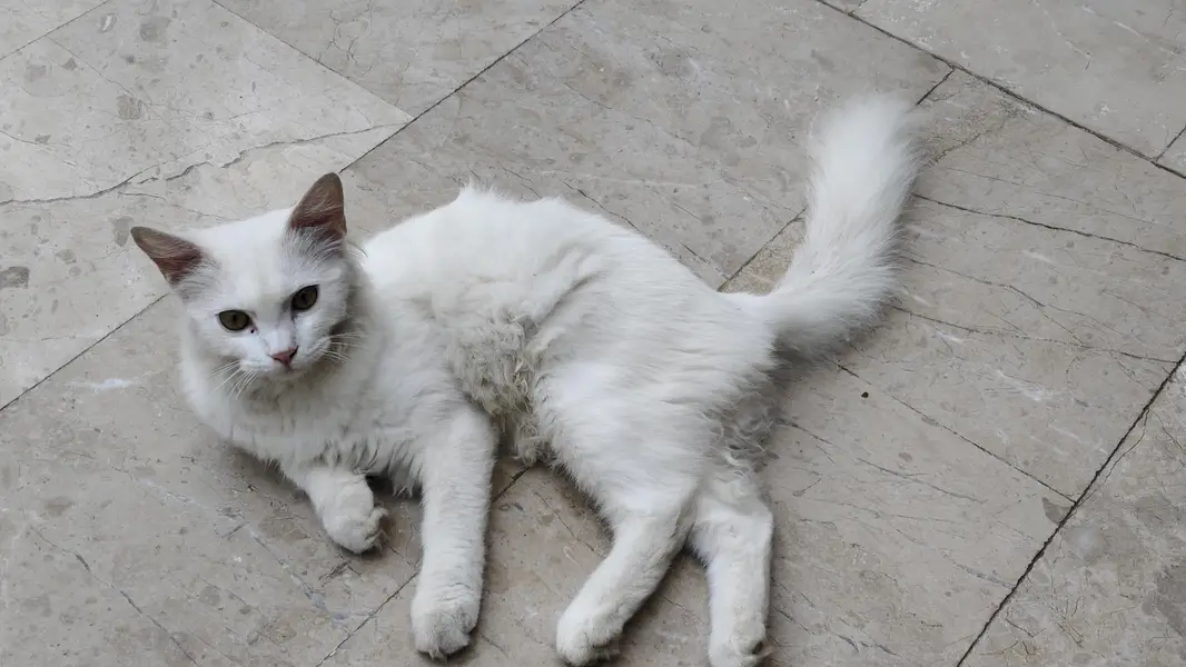 Male Cat for Sale — photo 5