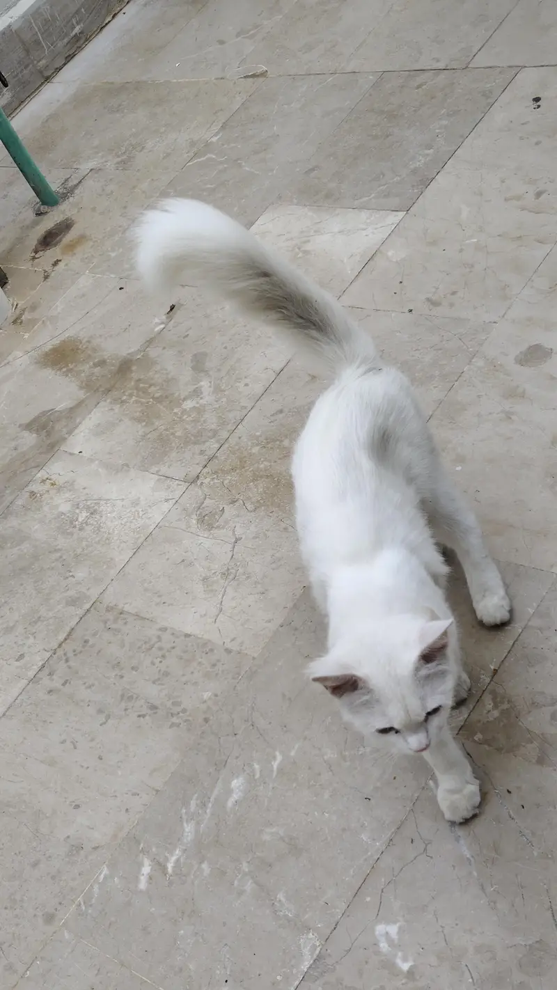 Male Cat for Sale — photo 6