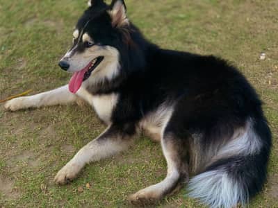 Family Dog