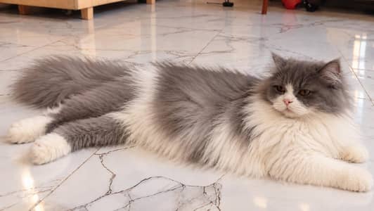 Breeders cat & kittens for sale.