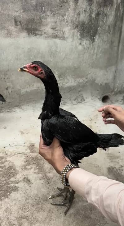 Panus Pakoye pathiya