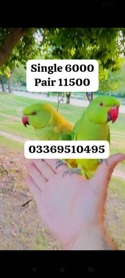 Parrots for sale