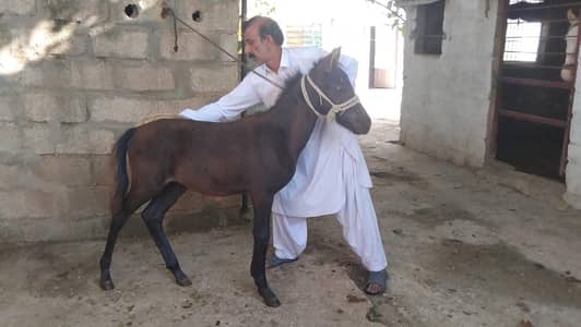horse baby male
