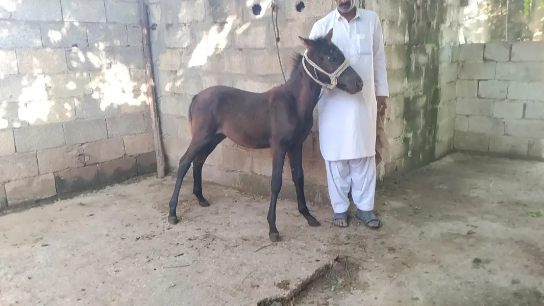 horse baby male — photo 5