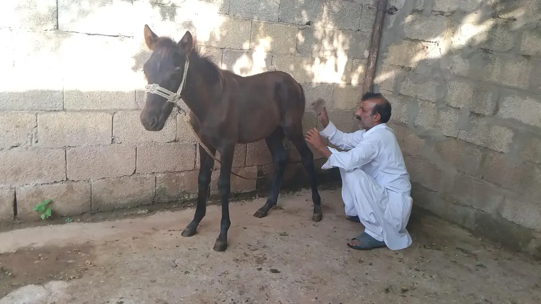 horse baby male — photo 6