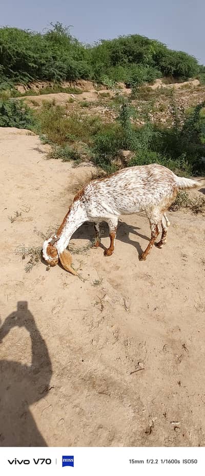makkhi chini