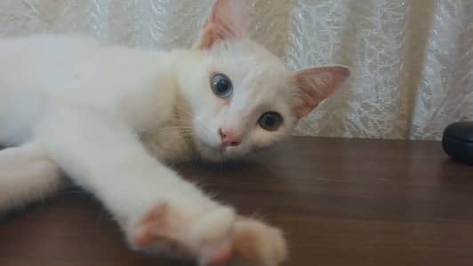 single coat cat (male)for sale . . . urgent