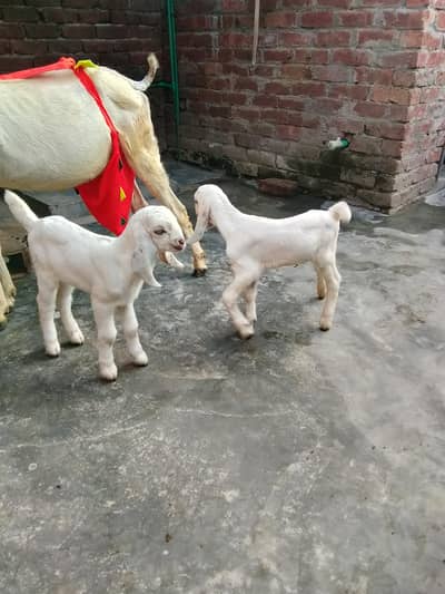 Mashallha Fresh delivery 2 Male 0/3/2/9/5/5/3/4/8/70