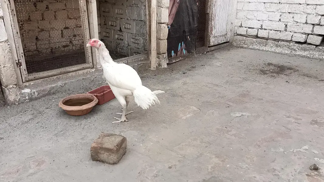 paper white Hira aseel madi boht achi nasal ki ha — photo 2