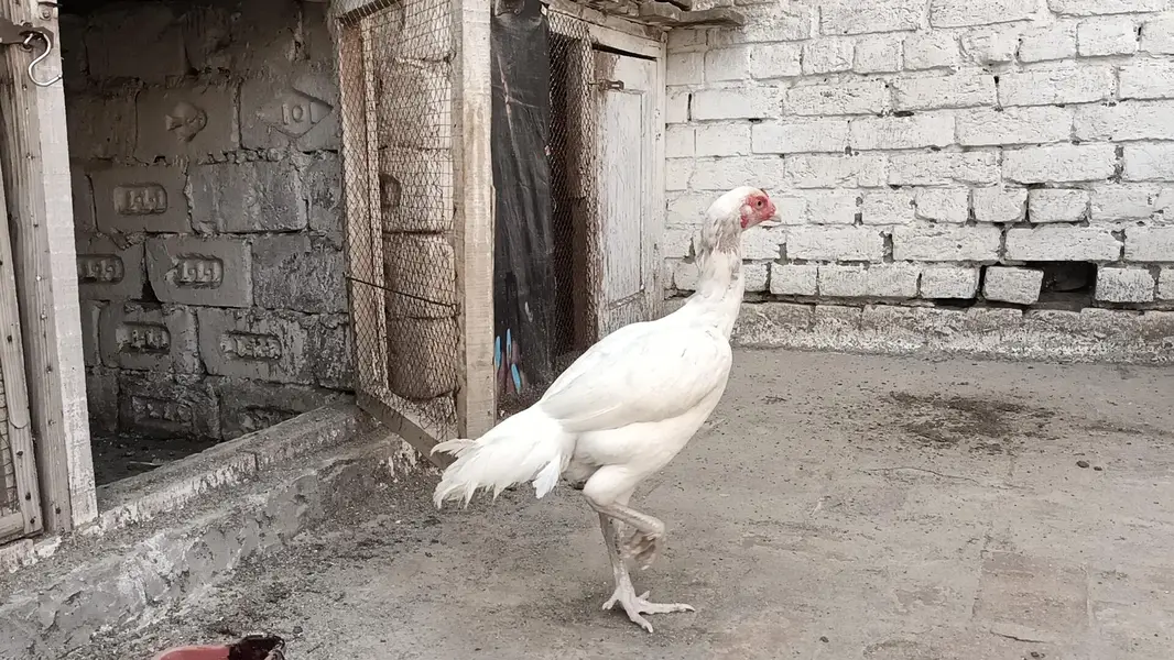 paper white Hira aseel madi boht achi nasal ki ha — photo 3