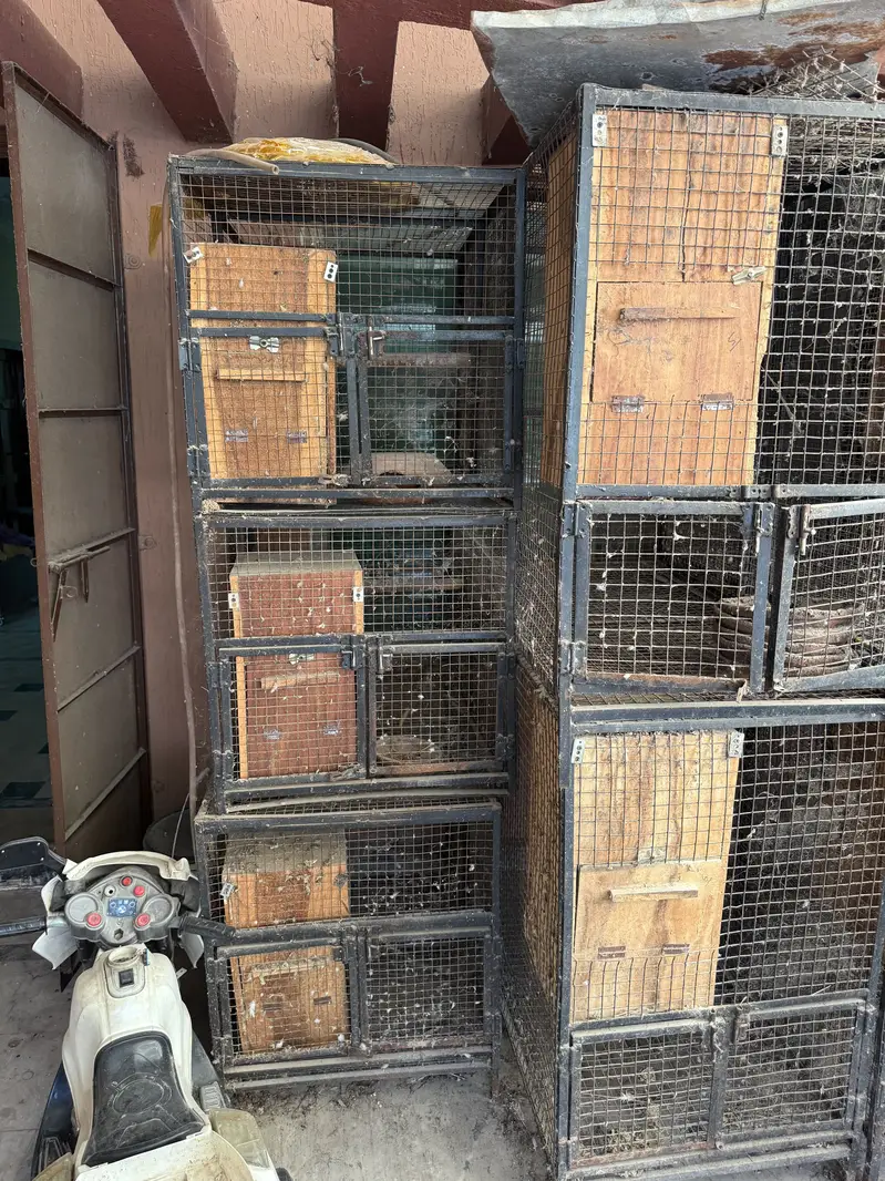 African and raw and ring neck cages available — photo 2