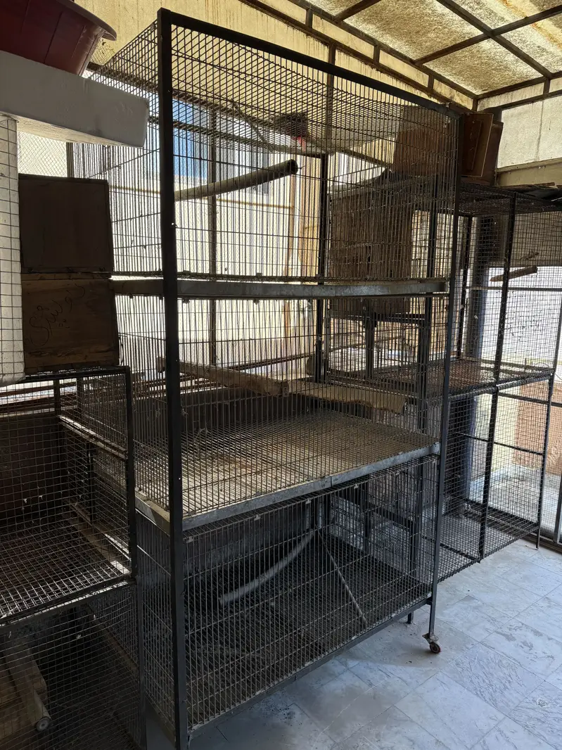 African and raw and ring neck cages available — photo 3