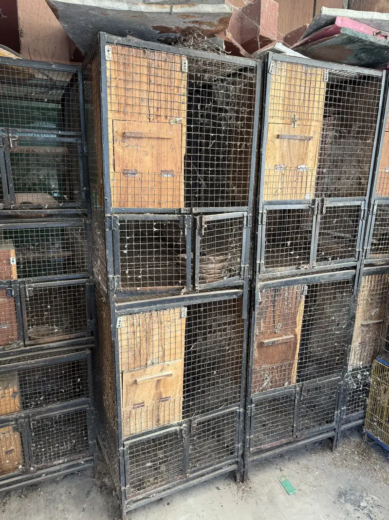 African and raw and ring neck cages available — photo 4