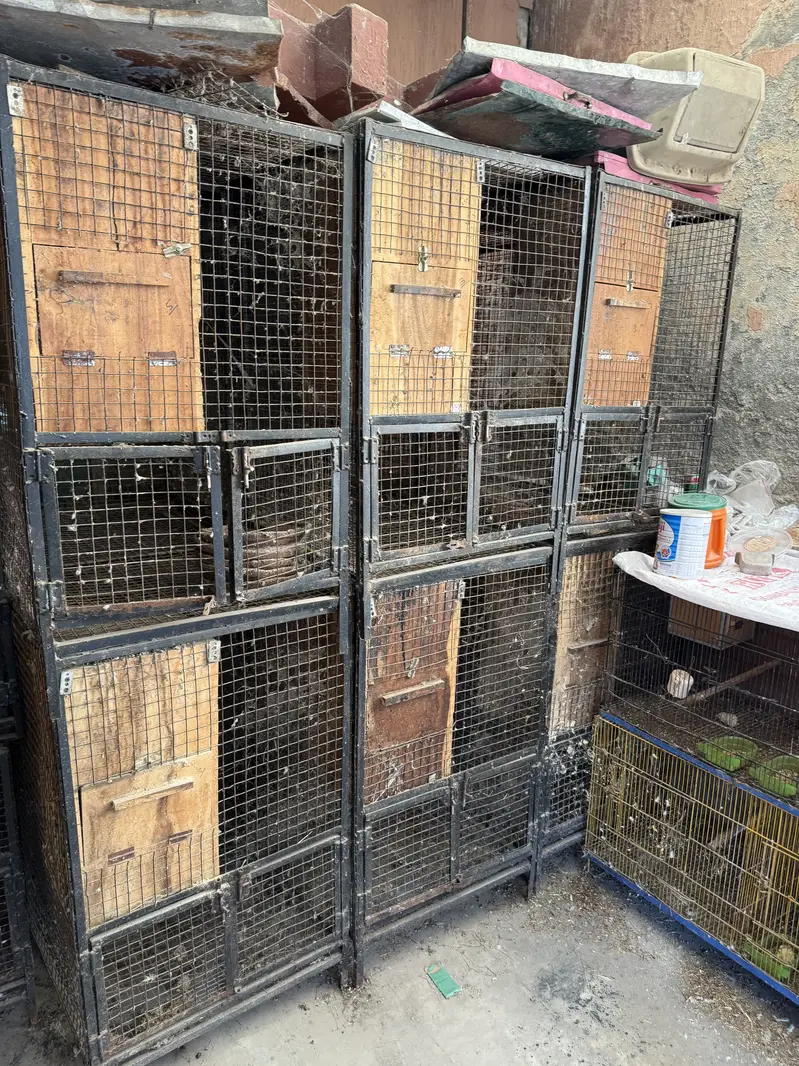 African and raw and ring neck cages available — photo 7