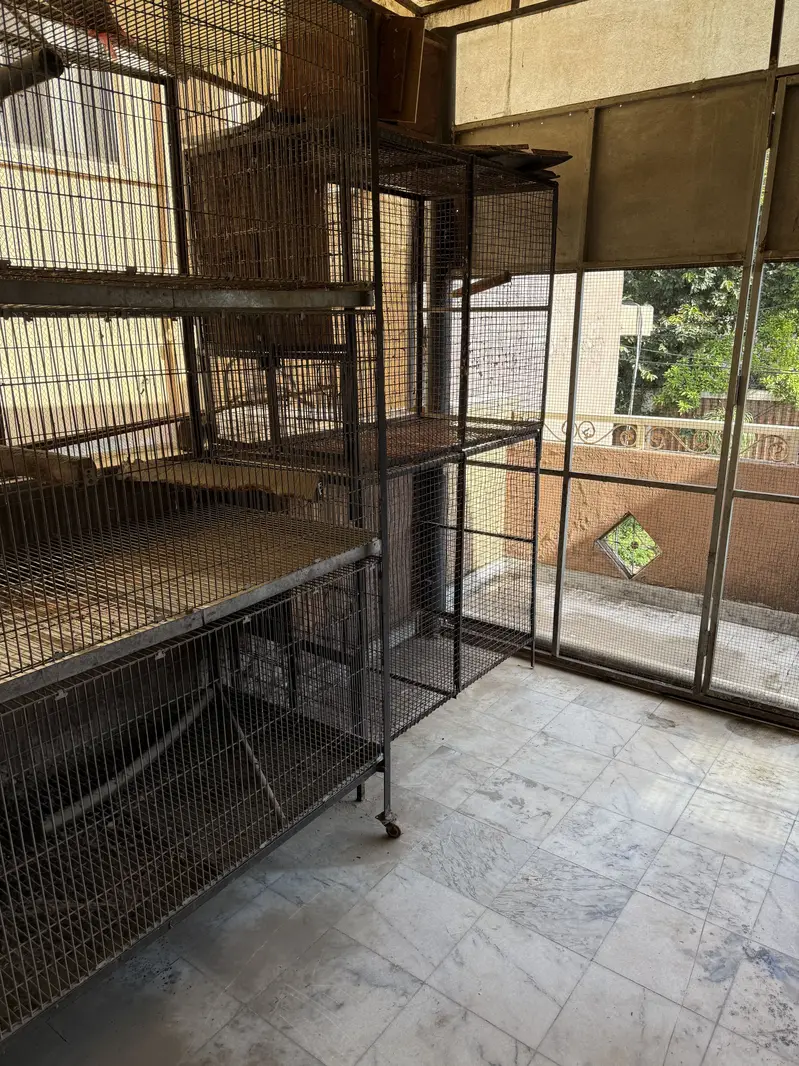 African and raw and ring neck cages available — photo 9