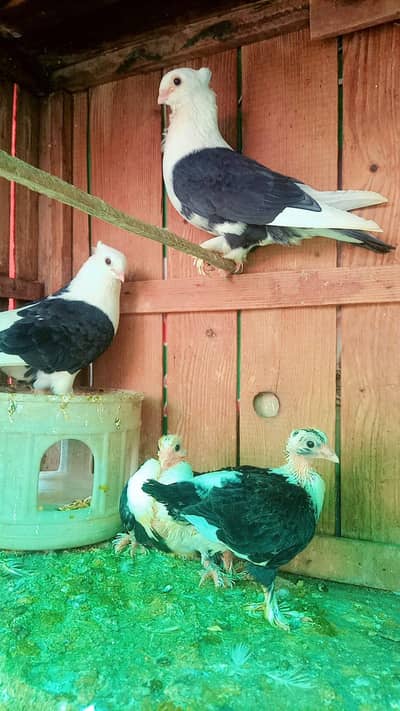 beautiful pigeons