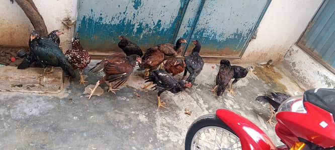 sale from hen pairs