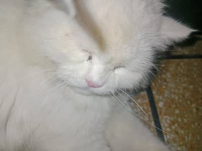 Healthy Triple layer Male Cat for sale
