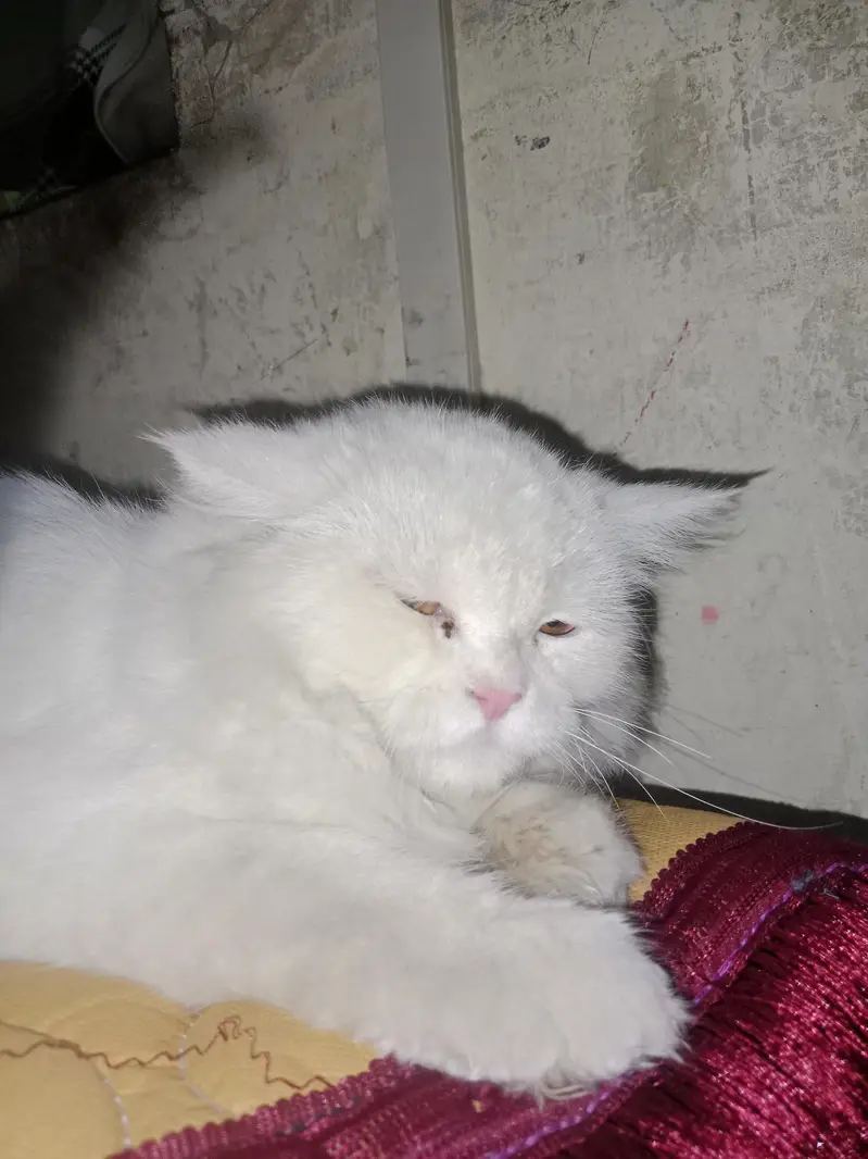 Healthy Triple layer Male Cat for sale — photo 2