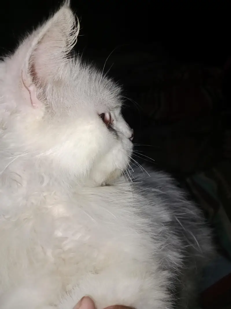Healthy Triple layer Male Cat for sale — photo 3