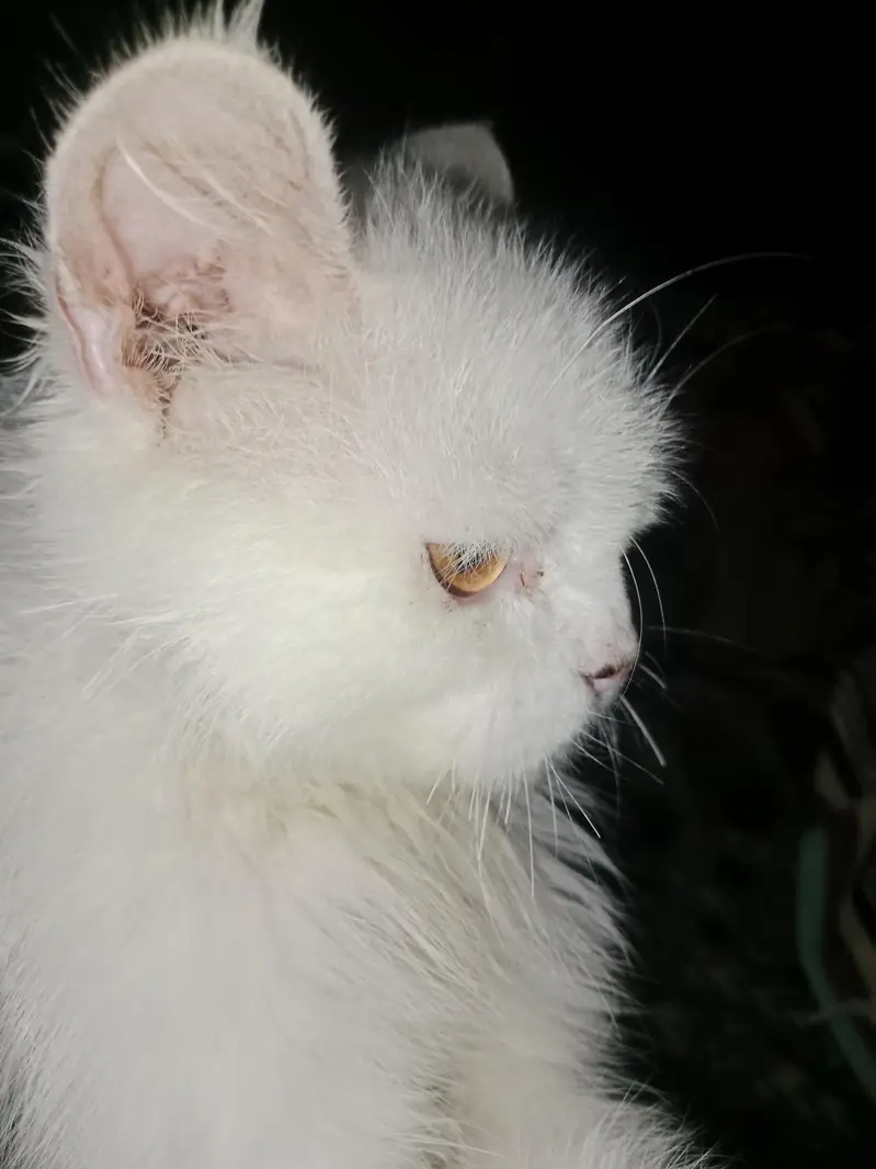 Healthy Triple layer Male Cat for sale — photo 4