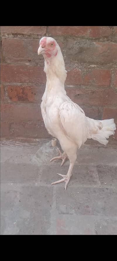 pure paper white heera aseel female