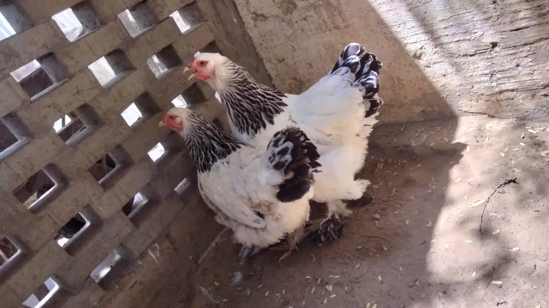 Light Brahma (1 Male + 2 Female Pair) — photo 2