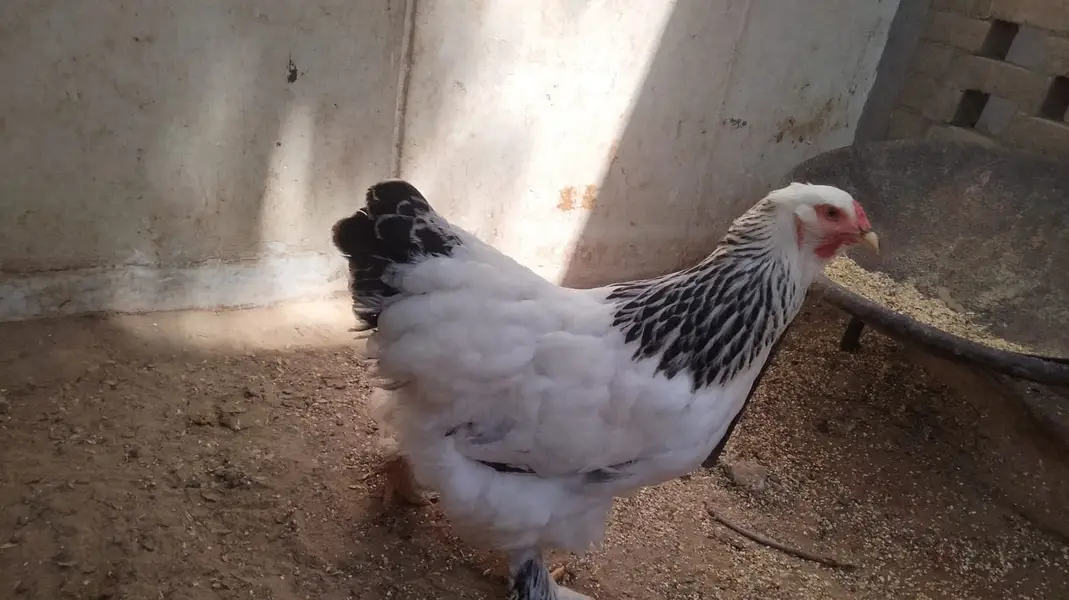 Light Brahma (1 Male + 2 Female Pair) — photo 3