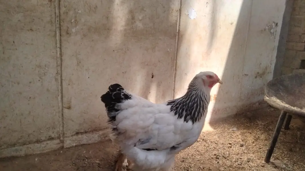 Light Brahma (1 Male + 2 Female Pair) — photo 4