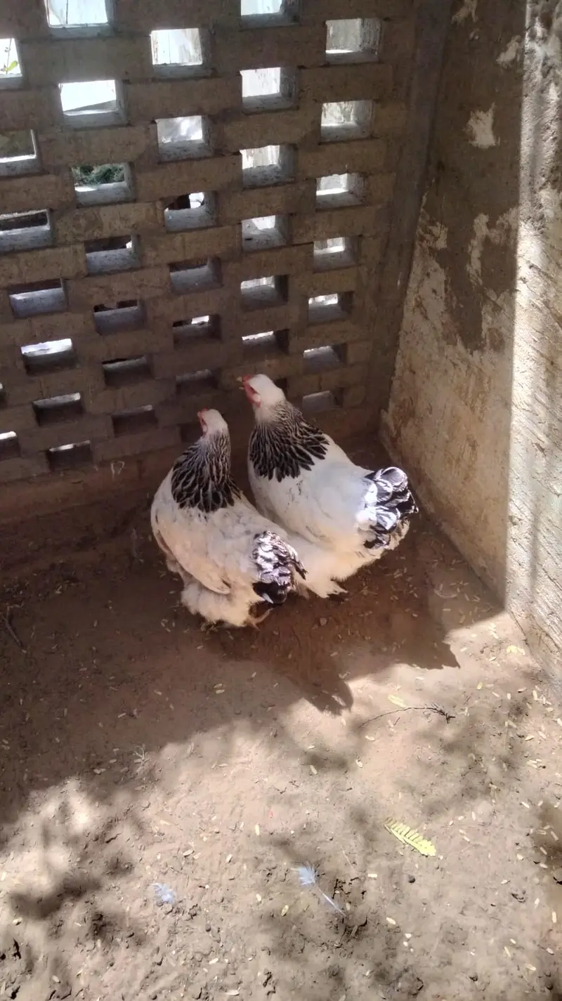 Light Brahma (1 Male + 2 Female Pair) — photo 5