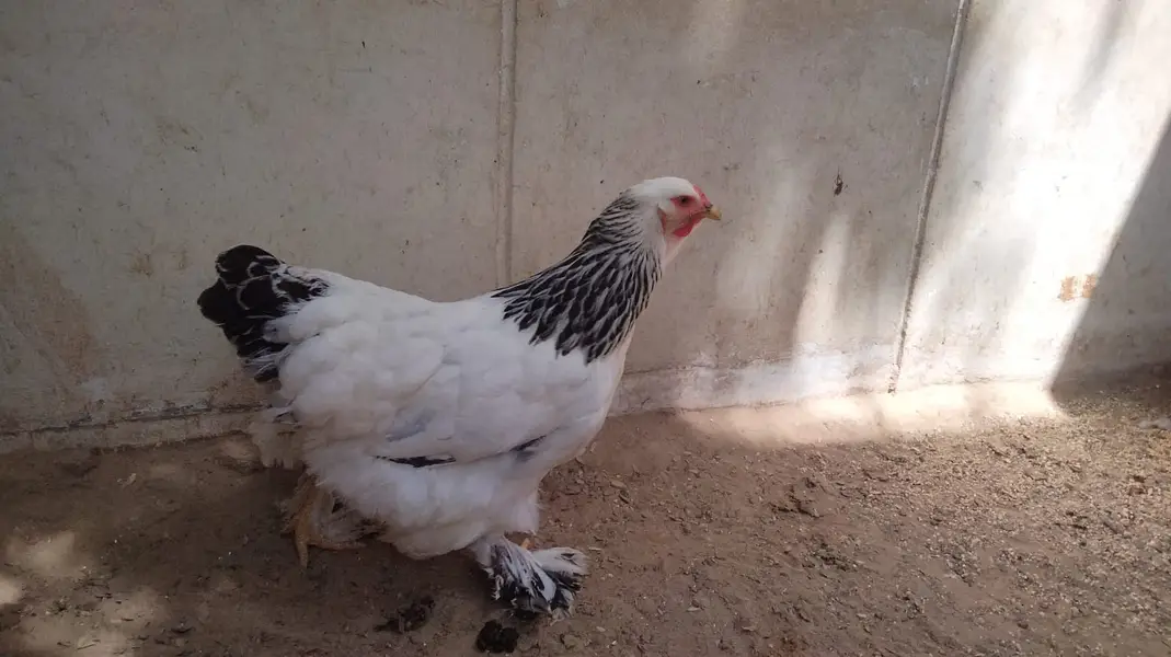 Light Brahma (1 Male + 2 Female Pair) — photo 6