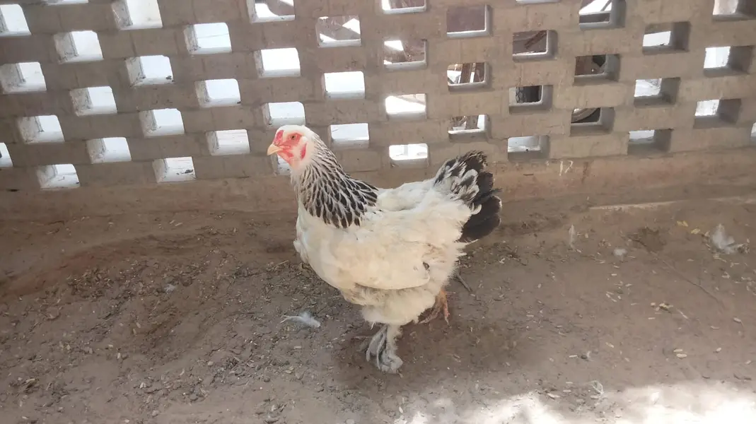 Light Brahma (1 Male + 2 Female Pair) — photo 7