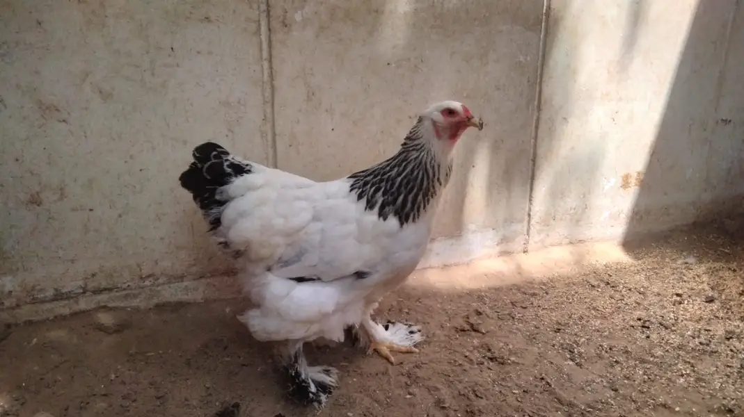 Light Brahma (1 Male + 2 Female Pair) — photo 8