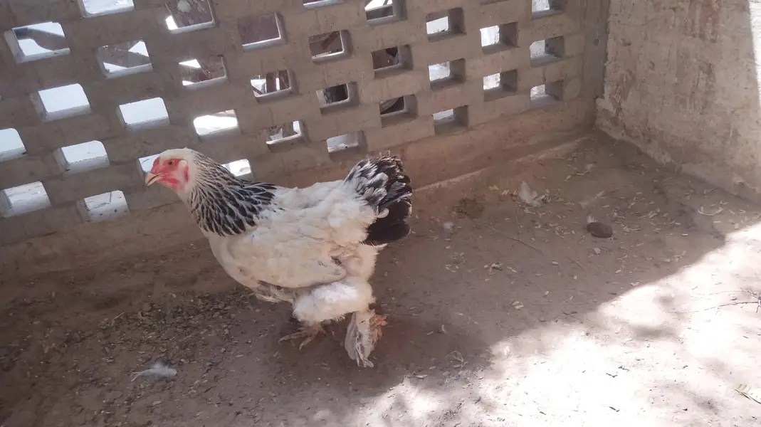 Light Brahma (1 Male + 2 Female Pair) — photo 9