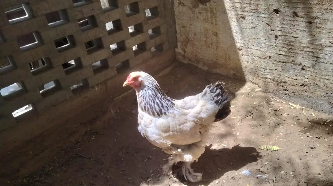Light Brahma (1 Male + 2 Female Pair) — photo 10