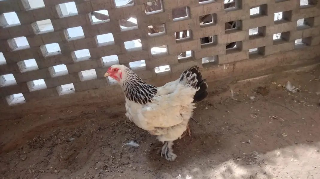 Light Brahma (1 Male + 2 Female Pair) — photo 11