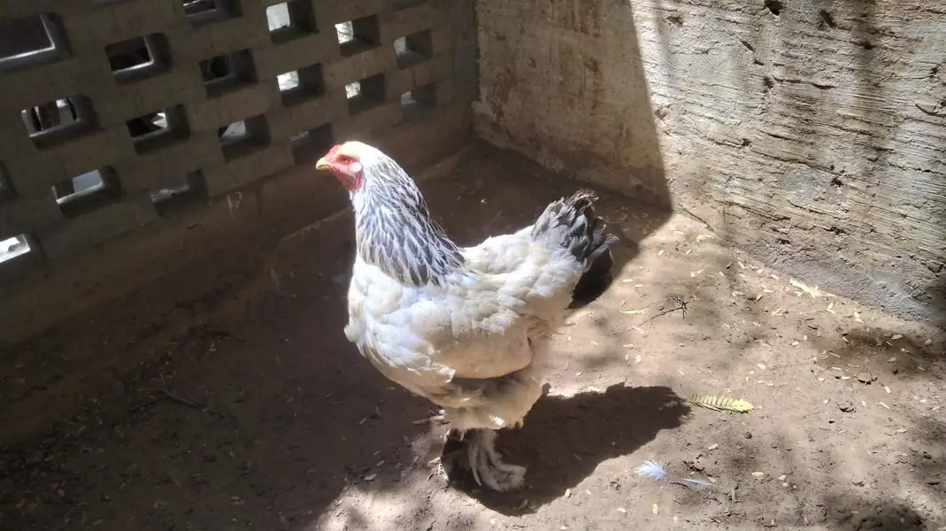 Light Brahma (1 Male + 2 Female Pair) — photo 12