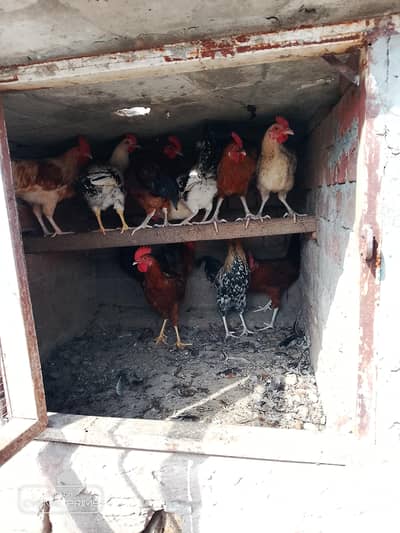 Golden misri 0321 4388664