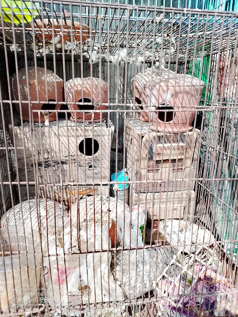 Golden misri 0321 4388664 — photo 10