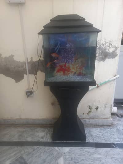 fish tank with 5 fishes for sale