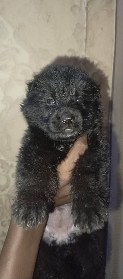 Black German Shepherd female puppies Long coat Available for sale
