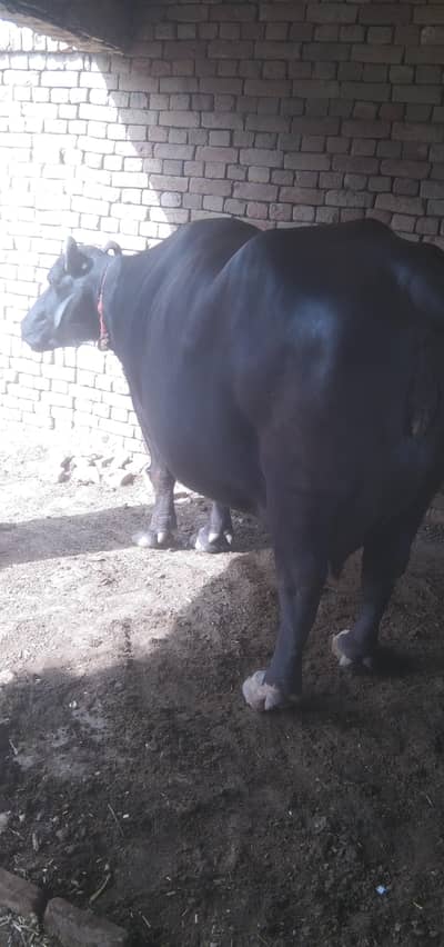 3rd timer heavy buffalo big udder last lactation record 18 liter