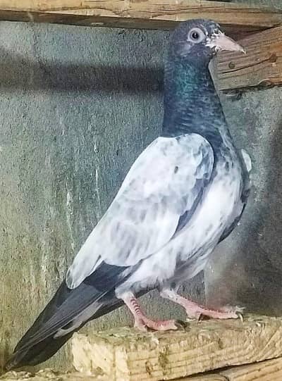 teddy pigeon kabootar