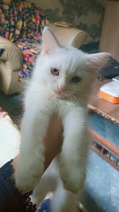 for sale