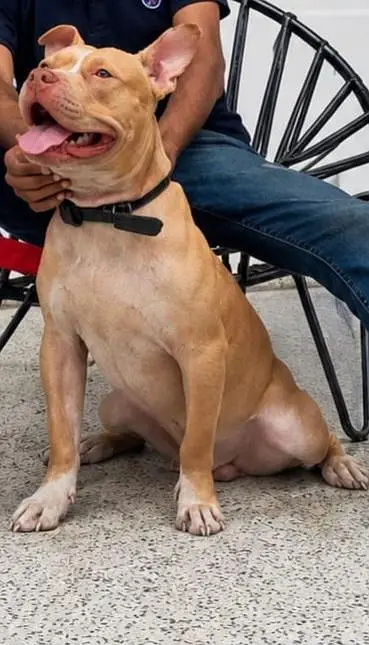 frindely and guarding purpose pittbull puppy — photo 2