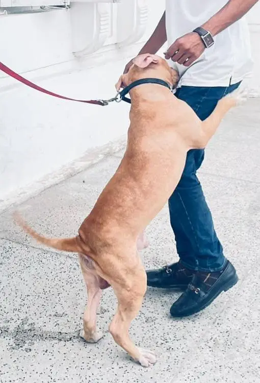 frindely and guarding purpose pittbull puppy — photo 3