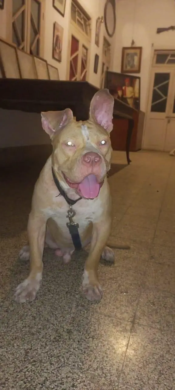 frindely and guarding purpose pittbull puppy — photo 4