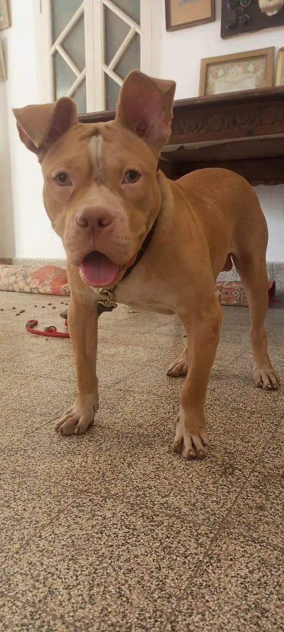 frindely and guarding purpose pittbull puppy — photo 5